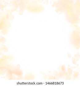 Yellow orange flower petals falling down. Delightful romantic flowers vignette. Flying petal on white square background. Love, romance concept. Creative wedding invitation.
