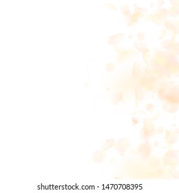 Yellow orange flower petals falling down. Good-looking romantic flowers gradient. Flying petal on white square background. Love, romance concept. Captivating wedding invitation.