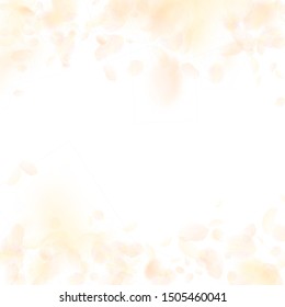 Yellow orange flower petals falling down. Imaginative romantic flowers falling rain. Flying petal on white square background. Love, romance concept. Beauteous wedding invitation.