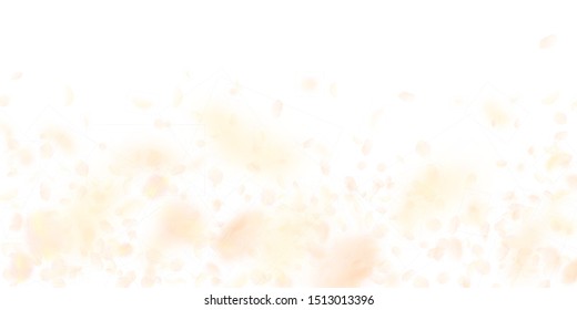 Yellow orange flower petals falling down. Exquisite romantic flowers falling rain. Flying petal on white wide background. Love, romance concept. Delightful wedding invitation.