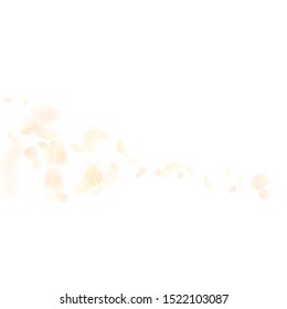 Yellow orange flower petals falling down. Artistic romantic flowers comet. Flying petal on white square background. Love, romance concept. Admirable wedding invitation.