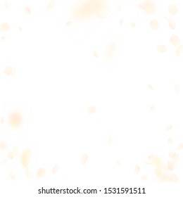 Yellow orange flower petals falling down. Splendid romantic flowers vignette. Flying petal on white square background. Love, romance concept. Curious wedding invitation.