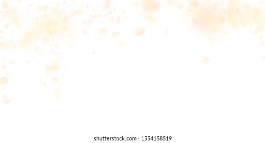 Yellow orange flower petals falling down. Graceful romantic flowers falling rain. Flying petal on white wide background. Love, romance concept. Delicate wedding invitation.