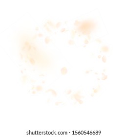 Yellow orange flower petals falling down. Bewitching romantic flowers frame. Flying petal on white square background. Love, romance concept. Bizarre wedding invitation.