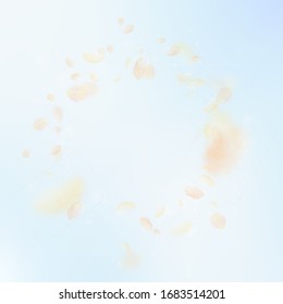 Yellow orange flower petals falling down. Indelible romantic flowers vignette. Flying petal on blue sky square background. Love, romance concept. Curious wedding invitation.