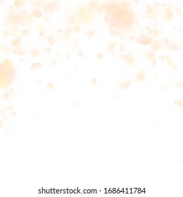 Yellow orange flower petals falling down. Cute romantic flowers falling rain. Flying petal on white square background. Love, romance concept. Beauteous wedding invitation.