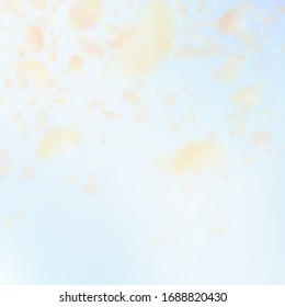 Yellow orange flower petals falling down. Amusing romantic flowers falling rain. Flying petal on blue sky square background. Love, romance concept. Authentic wedding invitation.