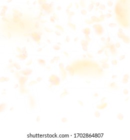 Yellow orange flower petals falling down. Appealing romantic flowers gradient. Flying petal on white square background. Love, romance concept. Classic wedding invitation.
