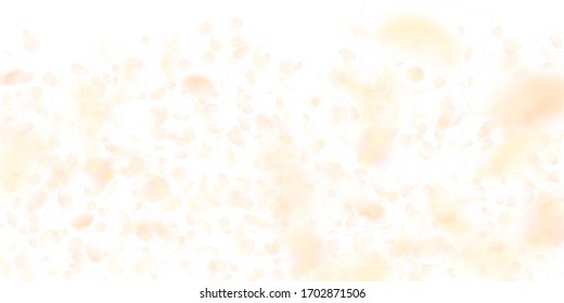 Pétalos de flores de naranja amarillo cayendo. Raras flores románticas degradadas. Petal volando sobre fondo blanco ancho. Amor, concepto romántico. Divina invitación de boda.