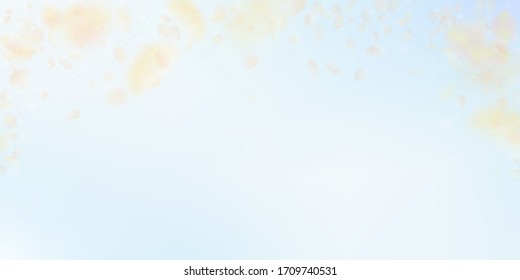 Yellow orange flower petals falling down. Amazing romantic flowers falling rain. Flying petal on blue sky wide background. Love, romance concept. Delightful wedding invitation.
