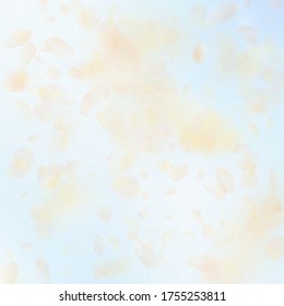Yellow orange flower petals falling down. Decent romantic flowers falling rain. Flying petal on blue sky square background. Love, romance concept. Bewitching wedding invitation.