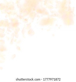 Yellow orange flower petals falling down. Authentic romantic flowers falling rain. Flying petal on white square background. Love, romance concept. Beautiful wedding invitation.