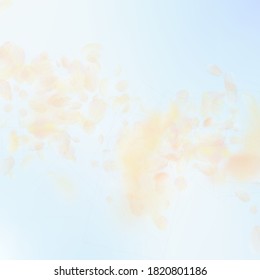 Yellow orange flower petals falling down. Extra romantic flowers falling rain. Flying petal on blue sky square background. Love, romance concept. Awesome wedding invitation.