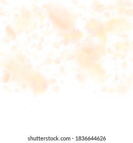 Pétalos de flores anaranjadas amarillas cayendo. Gracioso degradado de flores románticas. Pétalo volando sobre fondo cuadrado blanco. Amor, concepto romántico. Encantadora invitación a la boda.
