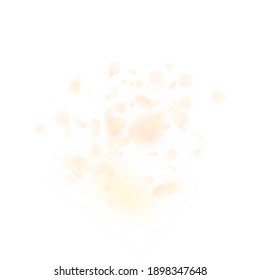 Yellow orange flower petals falling down. Tempting romantic flowers explosion. Flying petal on white square background. Love, romance concept. Astonishing wedding invitation.