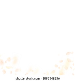 Yellow orange flower petals falling down. Uncommon romantic flowers gradient. Flying petal on white square background. Love, romance concept. Classic wedding invitation.