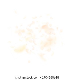 Yellow orange flower petals falling down. Grand romantic flowers explosion. Flying petal on white square background. Love, romance concept. Attractive wedding invitation.