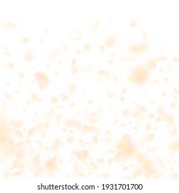 Yellow orange flower petals falling down. Rare romantic flowers gradient. Flying petal on white square background. Love, romance concept. Comely wedding invitation.