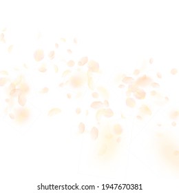 Yellow orange flower petals falling down. Immaculate romantic flowers falling rain. Flying petal on white square background. Love, romance concept. Awesome wedding invitation.