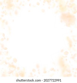 Yellow orange flower petals falling down. Bewitching romantic flowers vignette. Flying petal on white square background. Love, romance concept. Curious wedding invitation.