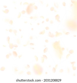 Yellow orange flower petals falling down. Fantastic romantic flowers falling rain. Flying petal on white square background. Love, romance concept. Bewitching wedding invitation.