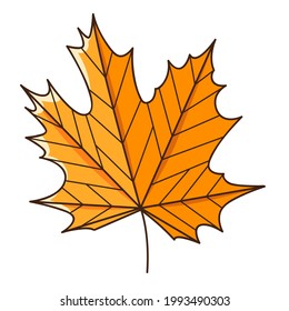 Yellow orange maple autumn leaf. Botanical, plant design element with outline. Autumn time. Doodle, hand-drawn. Flat design. Color vector illustration. Isolated on a white background