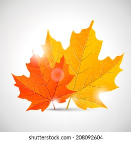 yellow and orange maple leaves, vector illustration, eps 10 with transparency 