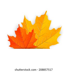 yellow and orange maple leaves, vector illustration, eps 10 with transparency