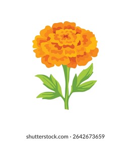 Yellow orange marigold with green leaves. Floral decoration for Indian festive garland toran. Zendu flower isolated on background. Diwali, Halloween Dia de Muertos holiday . Vector illustration
