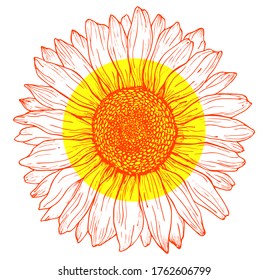 Yellow and orange outline sunflower line art isolated on white background. Hand drawing botanical vector illustration for logo design, cards, prints, farmhouse decor.