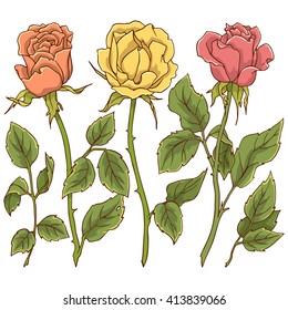 Yellow, orange and pink rose flowers, colored vector images