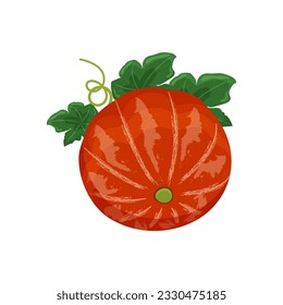 Yellow orange pumpkin with leaves and shoots, autumn vegetable harvest, vector illustration on a white background isolate.