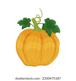 Yellow orange pumpkin with leaves and shoots, autumn vegetable harvest, vector illustration on a white background isolate.