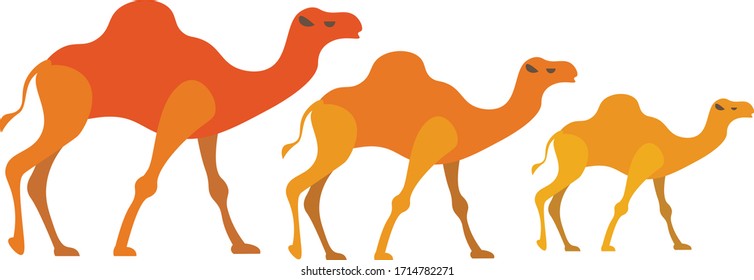 Yellow, orange, sand camels are coming. Three camels from big to small.