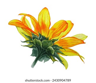 Yellow orange sunflower head with gentle petals and green leaves. Agriculture oil plant. Sunflower vector illustration in watercolor style. Isolated field plant blossom.
