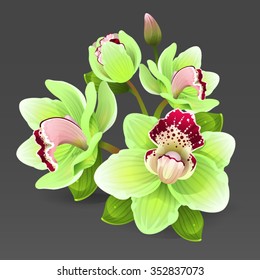 Yellow orchid flowers