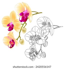 Yellow orchid Phalaenopsis  outline and silhouette set first flower  on a white background vintage vector editable illustration hand draw 