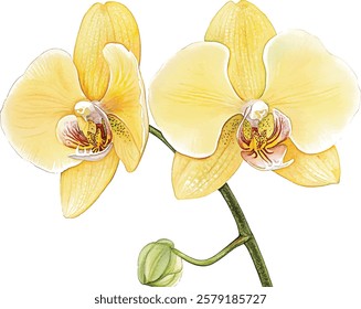 yellow orchid, tropical flowers, isolated white background, watercolor illustration vector botanical painting, greeting card
