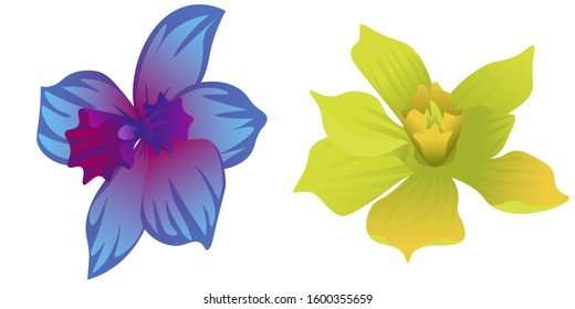 Yellow Orchid. Vector illustration. Isolated illustration element. Floral botanical flower. Wild leaf wildflower isolated. Exotic tropical hawaiian jungle.