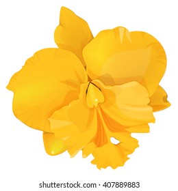 Yellow Orchid vector illustration on white background