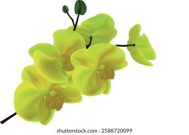 yellow orchids on a  white background .Close-up, isolated