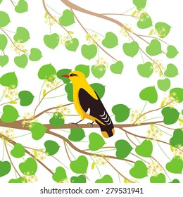 Yellow oriole sitting on branch of blossoming linden.