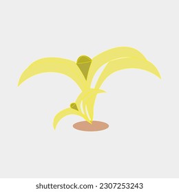 yellow pandan flower illustration Vector