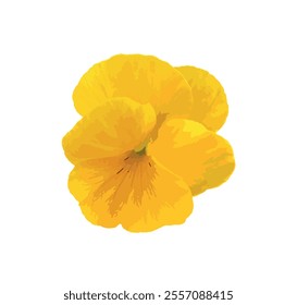 Yellow pansy isolated on white background. Yellow viola pansy illustration. Cortinarius violaceus, violet webcap, violet cort. Pansy viola cornuta tricolor, viola wittrockiana, violaceae, heartsease.
