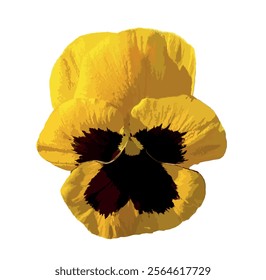 Yellow pansy isolated on white background. Yellow viola pansy illustration. Cortinarius violaceus, violet webcap, violet cort. Pansy viola cornuta tricolor, viola wittrockiana, violaceae, heartsease.
