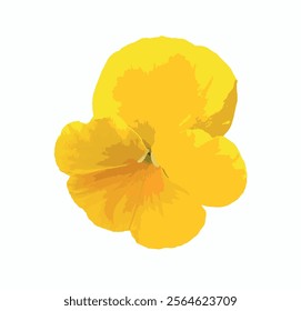 Yellow pansy isolated on white background. Yellow viola pansy illustration. Cortinarius violaceus, violet webcap, violet cort. Pansy viola cornuta tricolor, viola wittrockiana, violaceae, heartsease.
