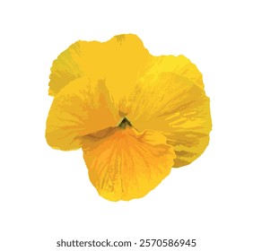 Yellow pansy isolated on white background. Yellow viola pansy vector. Cortinarius violaceus, violet webcap, violet cort. Pansy viola cornuta tricolor, viola wittrockiana, violaceae, heartsease.
