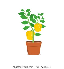 yellow paprika with good quality and good design
