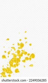 Yellow Peach Fall Vector Transparent Background. Beauty Cherry Wallpaper. Canary Sakura Falling Frame. Mustard Flower Summer Backdrop.