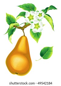 Yellow pear flowering